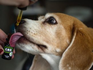 Dog given CBD oil