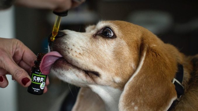 Dog given CBD oil